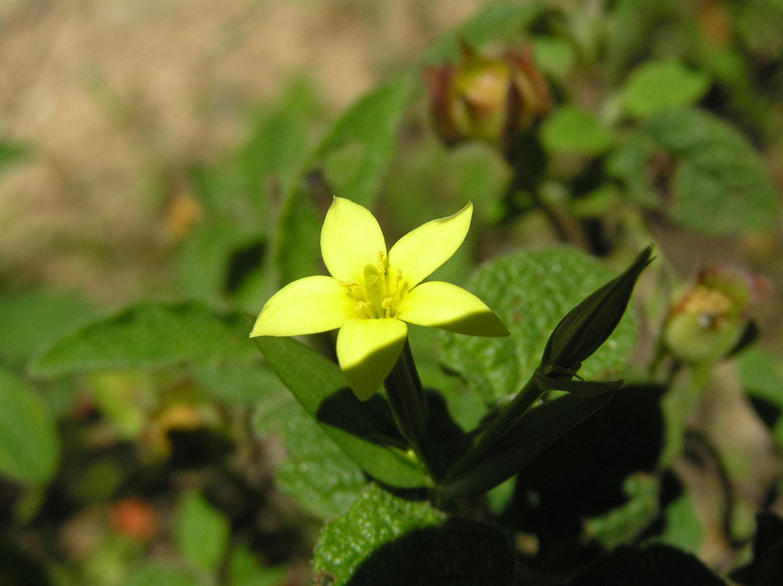 Centaurium maritimum / Centauro marittimo